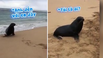 Hải cẩu ngơ ngác khi biết mình bị cần thủ dụ lên bờ