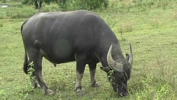 Hết hồn với chuyện con trâu trong y học