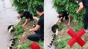 Cần thủ tiếc ngẩn ngơ khi bạn vớt hụt mất con cá chép to
