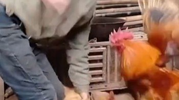 Gà trống đánh chủ tới tấp khi bạn đời bị bắt