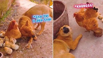 Chú chó nhỏng nhẻo gà mái mẹ