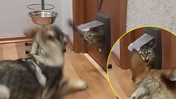 Chú mèo nổi quạu vì 'cậu vàng' ồn ào, phá giấc ngủ trưa