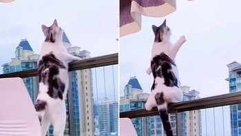 Chú mèo có pha 'lừa tình' khiến nhiều người hú hồn