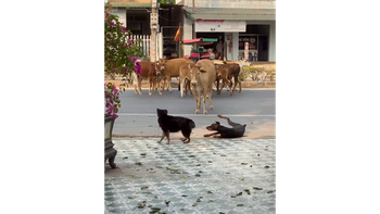 Chú chó hổ báo trượt chân ngã khi bị bò hù