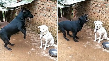 Chú chó cà khịa 'lêu lêu' bạn bị xích