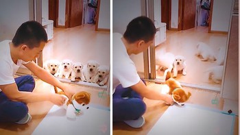 Bầy chó con sợ 'xanh mặt' khi chủ dạy đi tè đúng cách
