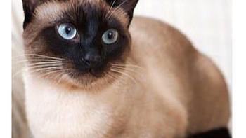 Mèo nhiễm COVID-19, nhiều nước xét nghiệm thú cưng