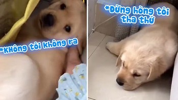 Chú chó giận dỗi bỏ ăn khi bị chủ chê mập