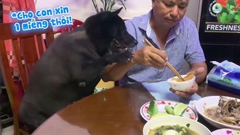Chú chó ngồi ghế năn nỉ xin ăn chuyên nghiệp