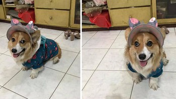 Chú chó corgi nổi tiếng như cồn vì... dịch COVID-19