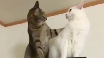 Mèo đu trend đứng hình vì nhận ra đối phương là 'người yêu cũ'