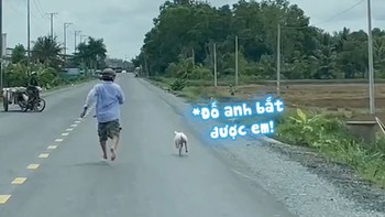 'Đố anh bắt được em' phiên bản bắt lợn