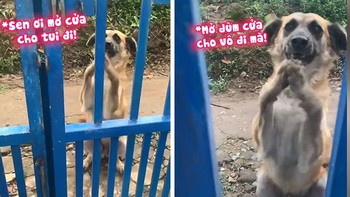 Chú chó trốn đi chơi, chắp chân vái lạy xin cô chủ cho vào nhà