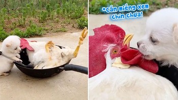 Gà trống cam chịu nằm trên chảo cho chó con nấu nướng