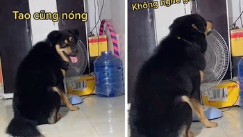 Trời nắng nóng, chú chó kiên quyết không nhường quạt với cô chủ