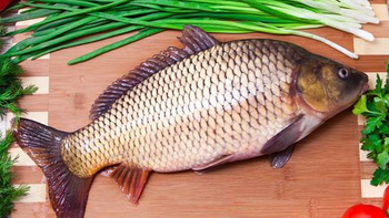 Uống mật cá chép, suýt không kịp nhìn mặt vợ con