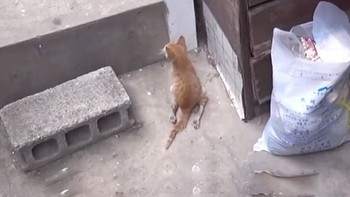 Cứu mèo con bị gãy 2 chân, cứ thấy người là bỏ chạy