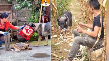 Chú chó thông minh biết giúp đỡ gia chủ mọi lúc mọi nơi