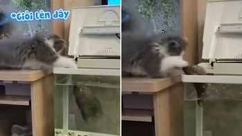 Chú mèo bị cá đớp vào chân vì tội đùa nhây