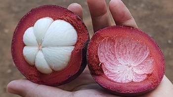 Quả măng cụt có một bộ phận tốt ngang thảo dược nhưng ít người biết