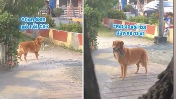Chú chó bối rối giữa phố chạy đi tìm chủ