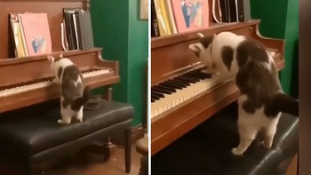 Chú mèo 'đánh piano' chuyên nghiệp