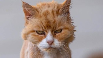 Giãn cách xã hội quá nhiều: mèo cũng phát bực!