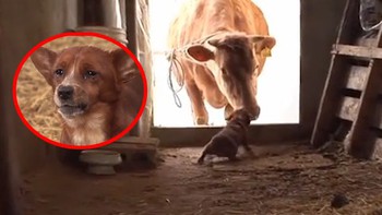 Chú chó mừng rỡ khi gia chủ không bán 'người bạn thân'