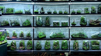 10x tạo ra cả khu rừng mini trong nhà bằng nghệ thuật Terrarium