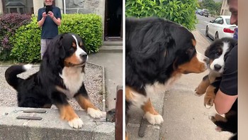 Chú chó mừng rỡ khi mình có em trai