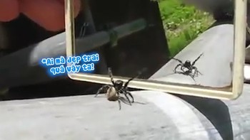 Chú nhện nhảy múa khi thấy mình trong gương