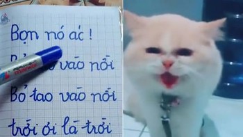 Chú mèo 'biết nói'