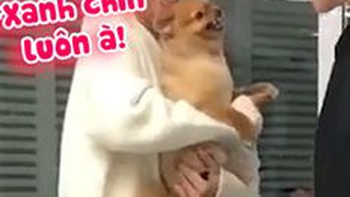 Chú chó hổ báo mỗi khi có cô chủ bên cạnh