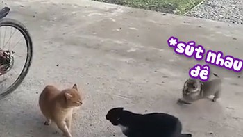 Hai chú mèo đấu võ mồm, chó chạy quanh 'bơm đểu' nhiệt tình
