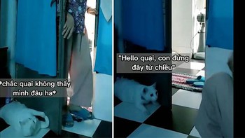 Chú mèo 'tàng hình' sau cánh cửa tưởng bà không thấy