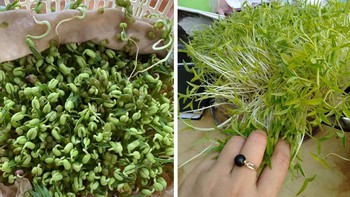 Cô gái khoe rổ giá đỗ xanh um như tàu lá chuối