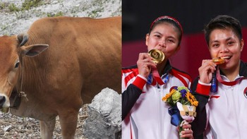 VĐV Indonesia được tặng 5 con bò sau khi vô địch Olympic