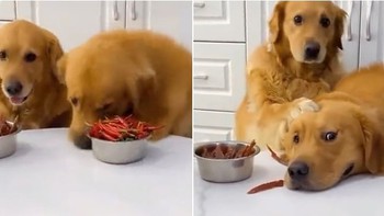 Chú chó giận dỗi vì Sen cho 'cậu vàng' bát thịt còn mình ăn bát ớt