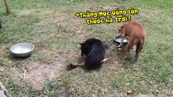 Khó chịu với đồng loại, chú chó nổi quạu với bản thân