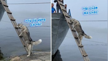 Husky vội leo thang lên thuyền vì sợ bỏ rơi