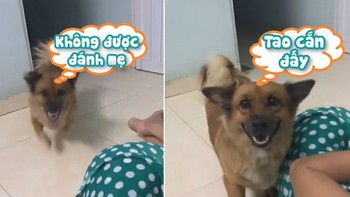 Chú chó lao đến 'dằn mặt' thanh niên dám đánh Sen