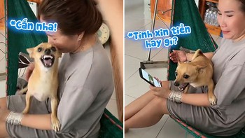 Chú chó bật dậy 'dằn mặt' thanh niên dám đánh Sen (P2)