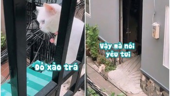 Chú mèo thất tình vì bị người yêu cắm sừng