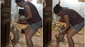 Chó mẹ chắp chân xin chủ đừng mang con đi