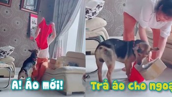 Chú chó đòi áo mới