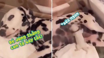 Chó mẹ chán chẳng thèm nói khi đẻ 'thằng con đúng tổ bay lắc'