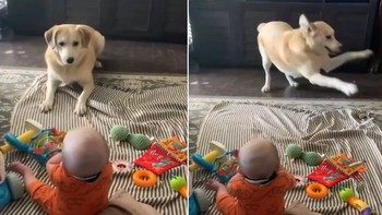Chú chó nhảy múa mua vui khi trông cậu chủ