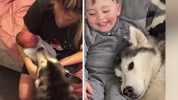 'Bảo mẫu' Husky luôn ở bên bé trai từ nhỏ đến lớn