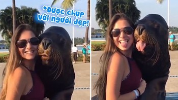 Hải cẩu bắt chước lè lưỡi khi được chụp hình với người đẹp