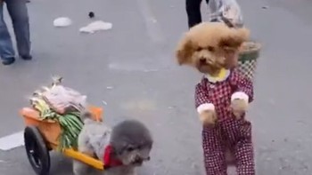 Chú chó Poodle đeo giỏ đi chợ giúp chủ